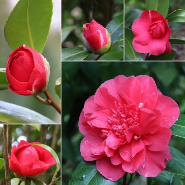 Camellia ‘Adolphe Audusson’ 1